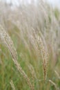 Diamond grass, Calamagrostis brachytricha, plumes